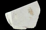 Fossil Pea Crab (Pinnixa) From California - Miocene #74471-1